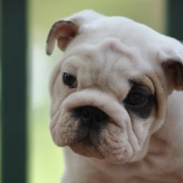 Bulldogs from Saint Brides Bulldog