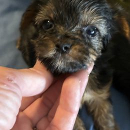 Morkie and Yorkshire Terrier Puppies from DEJAVU PUPS