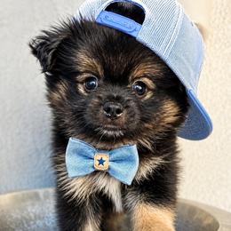 Tux - Black parti male Pomeranian puppy in Costa Mesa, California from Wheresmil0