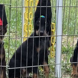 Green collar black male - Black and rust male Doberman Pinscher puppy in Houston, Texas from Draggin Dobermans & Great Danes