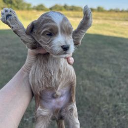 Plain - Red  male Goldendoodle puppy in Point, Texas from Tiny Paws Goldendoodles
