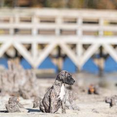 Brindle girl - Tiger female Perro de Presa Canario puppy in Leitchfield, Kentucky from Rey Gladiador Presa Canario