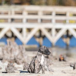 Brindle girl - Tiger female Perro de Presa Canario puppy in Leitchfield, Kentucky from Rey Gladiador Presa Canario