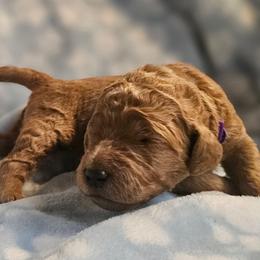 SPRINKLES - Apricot female Goldendoodle puppy in Harris County, Texas from Cute & Curly Doodles