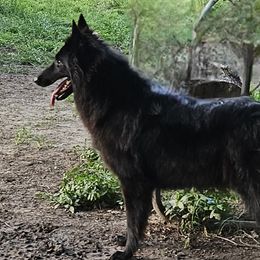 Luna - Belgian Sheepdog
