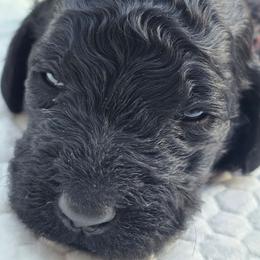 Red Collar - Black female Poodle puppy in Woodbridge, Virginia from Rosa Red Standard Poodles