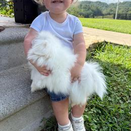 Buzz - Cream male Pekingese puppy in Clinton, Tennessee from Gracelands Pekingese