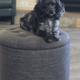 Lilly - Cockapoo