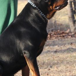 French Bulldogs and Rottweilers from Bullies of the Backwoods