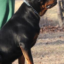 French Bulldogs and Rottweilers from Bullies of the Backwoods