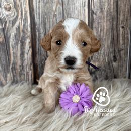 Pearl - Apricot female Goldendoodle puppy in Utah County, Utah from Big Hearted Breeders