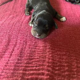 Hobo - Black and tan male Dachshund puppy in Brave, Pennsylvania from Maple Moon Mini Dachshunds
