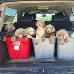 Dilute Retrievers and Labrador Retrievers from Southernend Silvers