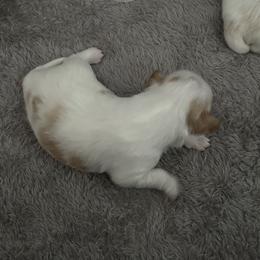 Clover - Red and white female Japanese Chin puppy in Longwood, Florida from CindyLynnsChins
