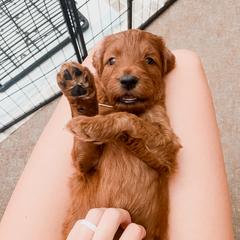 Irish Doodle Puppies from Foxrun Litters