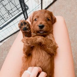 Irish Doodle Puppies from Foxrun Litters