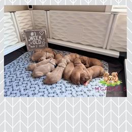 Golden Retriever Puppies from McAbee Pups - Golden Retrievers