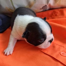 Spur - Black and white male Boston Terrier puppy in Gaffney, South Carolina from Battlefield Kennels