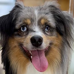 Aussiedoodles and Australian Shepherds from Southern Paws Mini Aussies
