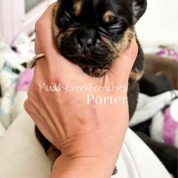 Porter - Black and tan male French Bulldog puppy in Pittsburgh, Pennsylvania from Muddy Creek Frenchies