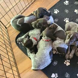 German Shorthaired Pointers from Middle Creek Gun Dogs