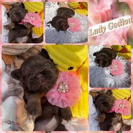 Lady Godiva - Chocolate female Shih Tzu puppy in Coolidge, Arizona from Shih Tzu’s  ‘N’ Love