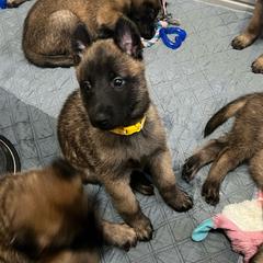Puppy 6 - Red sable female Belgian Malinois puppy in Henrico, Virginia from MonStar Malinois