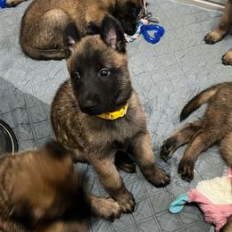Puppy 6 - Red sable female Belgian Malinois puppy in Henrico, Virginia from MonStar Malinois