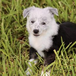 Border Collie Puppies from Bridges Border Collies