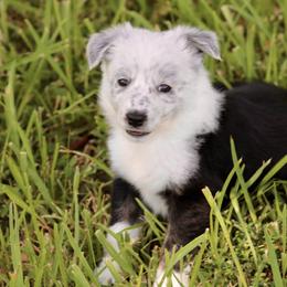 Border Collie Puppies from Bridges Border Collies
