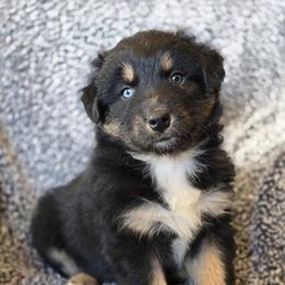 Boy 3 - Black tri-color male Australian Shepherd puppy in New Tazewell, Tennessee from D&D Australian Shepherds