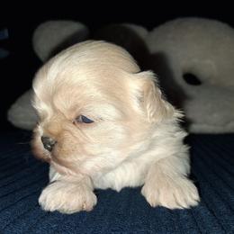 Caspian - White male Shih Tzu puppy in Memphis, Tennessee from Lady and the Tramp