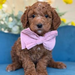 Lady - Red  female Goldendoodle puppy in Yuciapa, California from AlltheDoodlez_