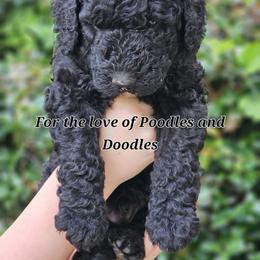 Goldendoodle, Old English Sheepdog, Poodle, Schnoodle, and Sheepadoodle Puppies from For the LOVE of Poodles and Doodles