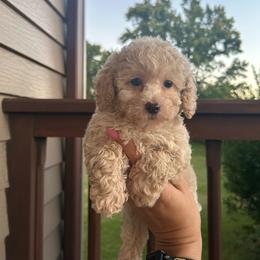 Nova - Cream female Poodle puppy in Warren, Michigan from Annette Patterson