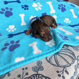 Jacob - Red male Dachshund puppy in Molino, Florida from Dooney's Dachshunds
