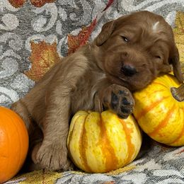 Blue - Red  male Goldendoodle puppy in Rockford, Ohio from 419 Goldendoodles