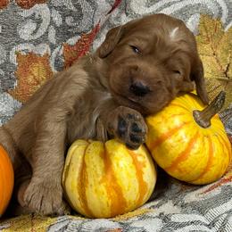 Blue - Red  male Goldendoodle puppy in Rockford, Ohio from 419 Goldendoodles