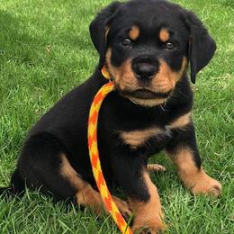 German Shepherd and Rottweiler Puppies from Irish Eyes Von Donahue