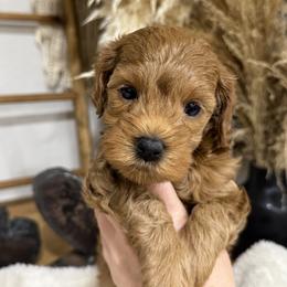 Goldendoodle and Maltipoo Puppies from Jessica's Maltipoo and Goldendoodle