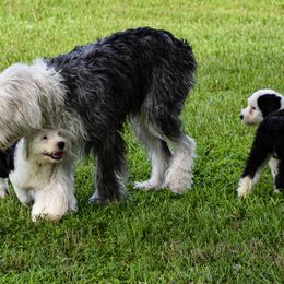 Old English Sheepdog Puppies from Royal Crown Kennel