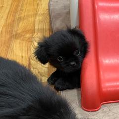Tibetan Spaniel Puppies from Sterling Tibbies