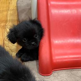 Tibetan Spaniel Puppies from Sterling Tibbies