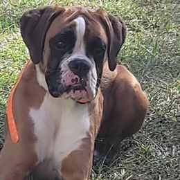 Boxers from Baby Bliss Boxers