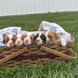 Cavalier King Charles Spaniel Puppies from Taylor tails farm