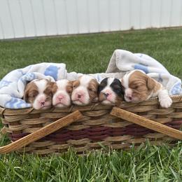 Cavalier King Charles Spaniel Puppies from Taylor tails farm