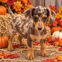 Nora - Dapple female Dachshund puppy in Industry, Illinois from KDKs Kennels