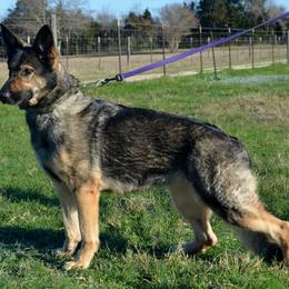 German Shepherd puppies from Aus der Asche German Shepherds