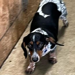 Oakley - Dachshund