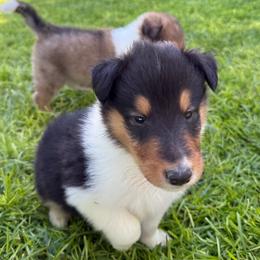 Stitch - Black white and tan male Collie puppy in Elko, Nevada from Willow Creek Acres Dachshunds & Collies